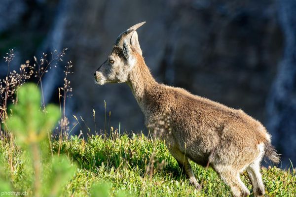 Tiere